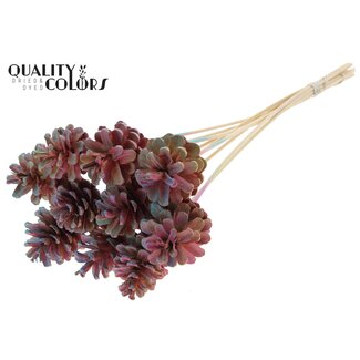 QC Pine cone on stick | Colour: Pink | Gradient Pink Insert Stick | Pine cone diameter 5 - 7 centimetres | Length ± 50 centimetres | Per 10 insert sticks