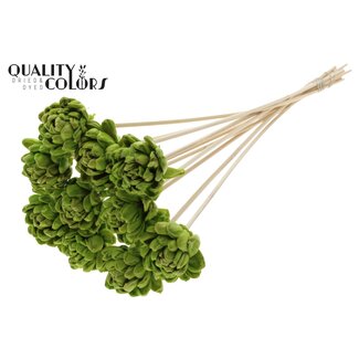 QC Shola Wood with Rose on Stick | Colour: Light Green | Shola New Beauty Rose Stick | Rose Diameter 6 centimetres | Stick Length ± 50 centimetres | Per 10 sticks