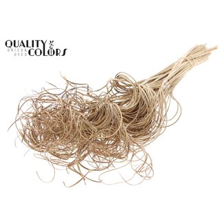 QC Palm Curly TT 3pc/tuft - 33 tuft/bunch Natural