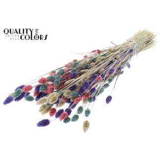 QC Gedroogde Phalaris | Kleurrijk 1 | Kleur: Gemengde Kleuren | Kanariegras Droogbloemen | Lengte ± 60 centimeter | Gewicht 220 gram | Per bos