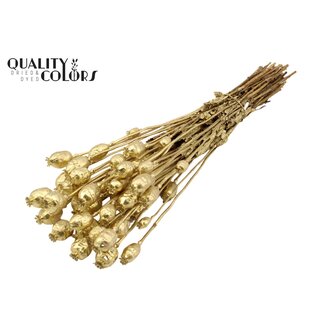 QC Getrockneter Schlafmohn | Farbe: Goldfarben | Papaver Somniferum Trockenblumen | Länge ± 60 Zentimeter | Gewicht 200 Gramm | Pro Bund