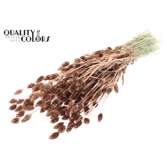 QC Gedroogde Phalaris | Kleur: Koper met Glitter | Kanariegras Droogbloemen | Lengte ± 60 centimeter | Gewicht 220 gram | Per bos