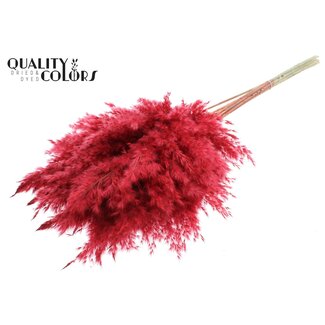 QC Getrocknete Pampasgraswedel | Farbe: Rot | Pampas Trockenblumen | Länge ± 70 Zentimeter | 10 Wedel pro Bund | Pro Bund