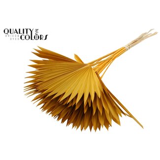 QC Dried Palm Leaf in Fan Shape | Colour: Apricot | Palm Sun Dried Flowers | Length ± 50 centimetres | Per 10 stems