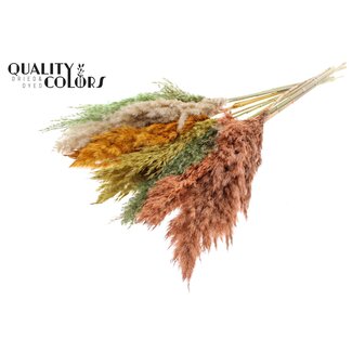 QC Dried Pampas Plumes | Summer Mix | Colour: Mixed Colours | Pampas Dried Flowers | Length ± 70 centimetres | 10 plumes per bunch | Per bunch