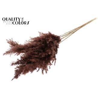 QC Gedroogde Pampas Pluimen | Kleur: Bruin | Pampas Droogbloemen | Lengte ± 100 centimeter | 5 pluimen per bos | Per bos