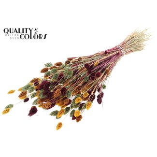 QC Dried Phalaris | Pumpkin Spice | Colour: Mixed Colours | Canary Grass Dried Flowers | Length ± 60 centimetres | Weight 220 grams | Per bunch