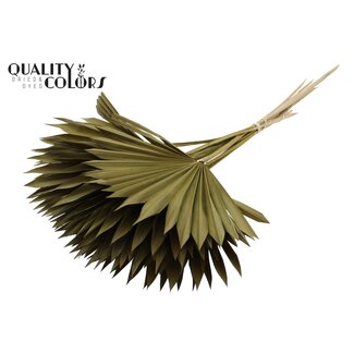 QC Gedroogd Palmblad in Waaiervorm | Kleur: Olijfgroen | Palm Sun Droogbloemen | Lengte ± 50 centimeter | Per 10 takken