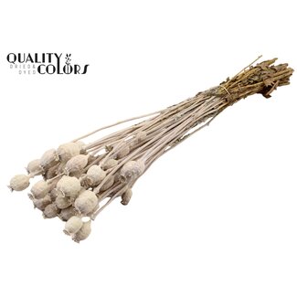 QC Getrockneter Schlafmohn | Farbe: Frosted Weiß | Papaver Somniferum Trockenblumen | Länge ± 60 Zentimeter | Gewicht 200 Gramm | Pro Bund