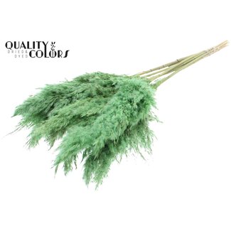 QC Gedroogde Pampas Pluimen | Kleur: Frosted Mintgroen | Pampas Droogbloemen | Lengte ± 70 centimeter | 10 pluimen per bos | Per bos