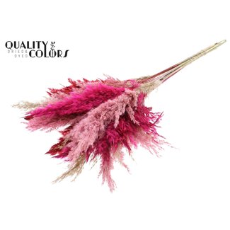 QC Gedroogde Pampas Pluimen | Lady Mix | Kleur: Gemengde Kleuren | Pampas Droogbloemen | Lengte ± 70 centimeter | 10 pluimen per bos | Per bos