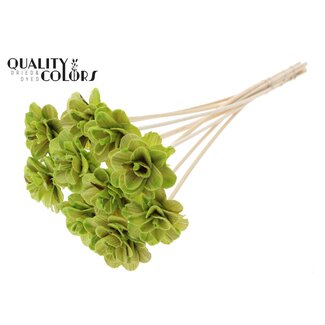 QC Beetal Rose with stem | Colour: Light green | Rose diameter 6 centimetres | Stem length ± 50 centimetres | Per 10 stems