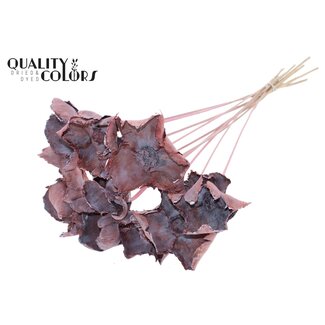 QC Gedroogde Palm Cup op steel | Kleur: Lichtroze | Lengte ± 50 centimeter | Per 10 stelen