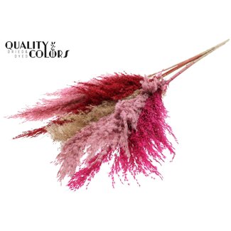 QC Getrocknete Pampasgraswedel | Lady Mix | Farbe: Gemischte Farben | Pampas Trockenblumen | Länge ± 100 Zentimeter | 5 Wedel pro Bund | Pro Bund