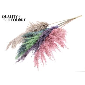 QC Dried Pampas Plumes | Colourful 1 | Colour: Mixed Colours | Pampas Dried Flowers | Length ± 100 centimetres | 5 plumes per bunch | Per bunch