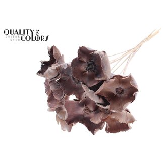 QC Dried Palm Cup on stem | Colour: Natural White | Length ± 50 centimetres | Per 10 stems