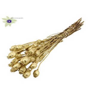 QC Gedroogde Slaapbol | Kleur: Goudkleurig met Glitter | Papaver Somniferum Droogbloemen | Lengte ± 60 centimeter | Gewicht 200 gram | Per bos