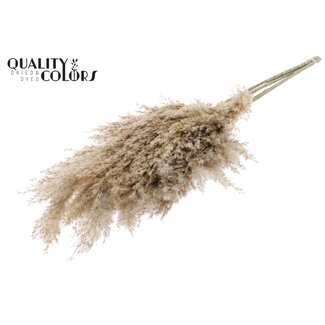 QC Gedroogde Pampas Pluimen | Kleur: Naturelle Bruin | Pampas Droogbloemen | Lengte ± 70 centimeter | 10 pluimen per bos | Per bos