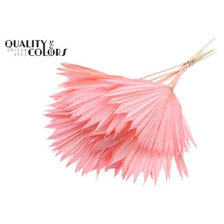 QC Gedroogd Palmblad in Waaiervorm | Kleur: Intens Lichtroze | Palm Sun Droogbloemen | Lengte ± 50 centimeter | Per 10 takken
