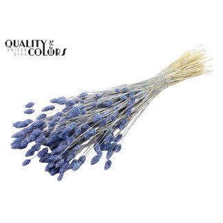 QC Getrocknete Phalaris | Farbe: Intensives Frosted Milk Lila | Kanariengras Trockenblumen | Länge ± 70 Zentimeter | Gewicht 220 Gramm | Pro Bund