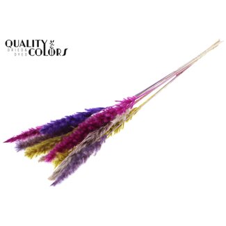 QC Dried Fluffy Pampas | Colourful 11 | Colour: Mixed Colours | Pampas Dried Flowers | Length ± 70 centimetres | 10 plumes per bunch | Per bunch