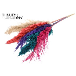 QC Dried Pampas Plumes | Colourful 4 | Colour: Mixed Colours | Pampas Dried Flowers | Length ± 100 centimetres | 5 plumes per bunch | Per bunch