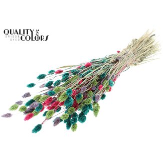 QC Gedroogde Phalaris | Kleurrijk 7 | Kleur: Gemengde Kleuren | Kanariegras Droogbloemen | Lengte ± 60 centimeter | Gewicht 220 gram | Per bos