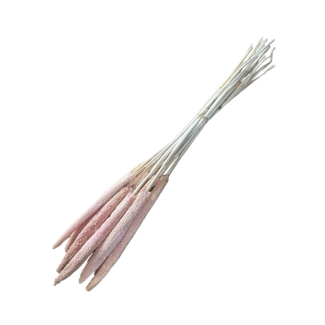 Extra Light Pink Babala dried flowers | Length ± 65 centimetres | Per 15 stems