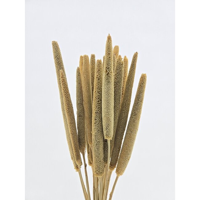 Natural Babala dried flowers | Length ± 65 centimetres | Per 15 stems