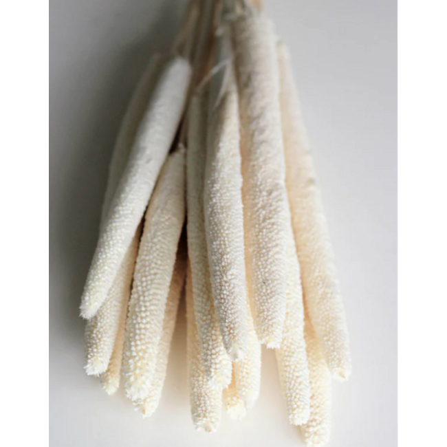 White bleached Babala dried flowers | Length ± 65 centimetres | Per 15 stems