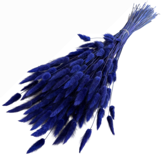 Casa Alegria Lila-blaue Lagurus Trockenblumen | Länge ± 65 Zentimeter | Gewicht ± 100 Gramm