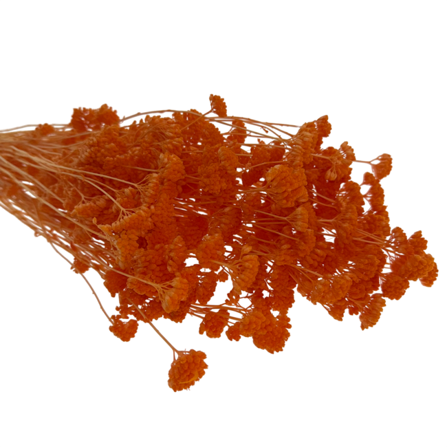 Orange Achillea Silvestre dried flowers | Length ± 65 centimetres | Weight ± 175 grams