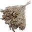 Fleurs séchées Broom Bloom couleur champagne | Longueur ± 45 centimètres | Poids 100 grammes
