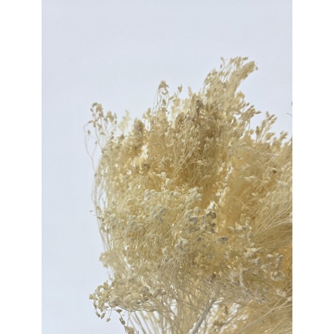 Champagnerfarbene Broom Bloom Trockenblumen | Länge ± 45 Zentimeter | Gewicht 100 Gramm
