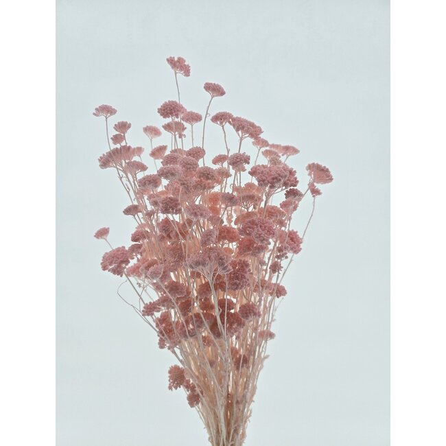 Pink bleached Achillea Silvestre dried flowers | Length ± 65 centimetres | Weight ± 175 grams