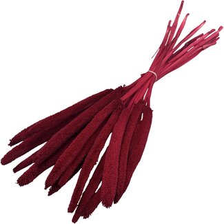Casa Alegria Red Babala dried flowers | Length ± 65 centimetres | Per 15 stems
