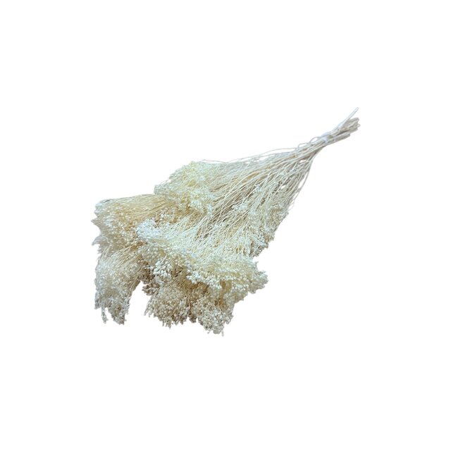 White bleached Broom Bloom dried flowers | Length ± 50 centimetres | Weight 100 grams
