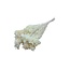 White bleached Broom Bloom dried flowers | Length ± 50 centimetres | Weight 100 grams