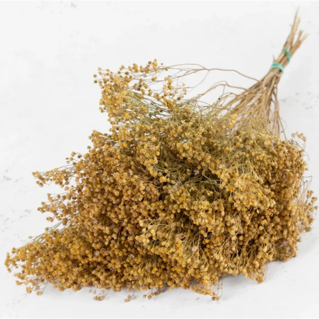 Natural Broom Bloom dried flowers | Length ± 55 centimetres | Weight 100 grams