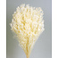 Weiß gebleichte Broom Bloom Trockenblumen | Länge ± 55 Zentimeter | Gewicht 100 Gramm