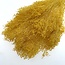 Yellow Broom Bloom dried flowers | Length ± 50 centimetres | Weight 100 grams