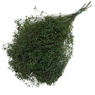 Casa Alegria Green Broom Bloom dried flowers | Length ± 50 centimetres | Weight 100 grams