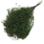 Green Broom Bloom dried flowers | Length ± 50 centimetres | Weight 100 grams