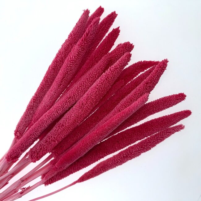 Fuchsia-pink Babala dried flowers | Length ± 65 centimetres | Per 15 stems
