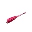 Fuchsia-pink Babala dried flowers | Length ± 65 centimetres | Per 15 stems