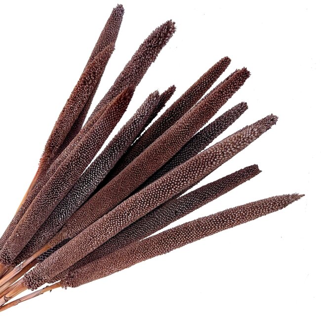 Chocoalade Babala dried flowers | Length ± 65 centimetres | Per 15 stems