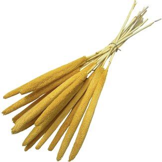 Casa Alegria Yellow Babala dried flowers | Length ± 65 centimetres | Per 15 stems