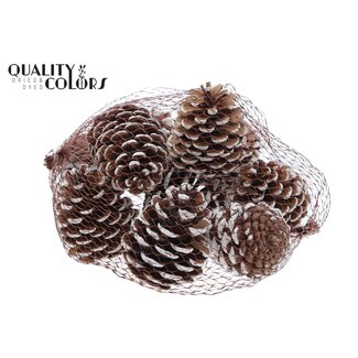 QC Dennenappels | Kleur: Wit Gepunt | Diameter 7 - 10 centimeter | 10 stuks per net | Per 4 netten