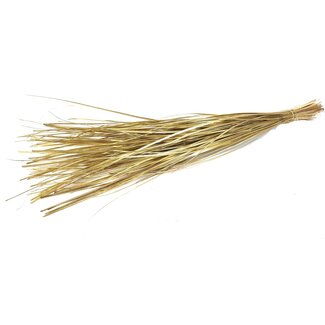 QC Rechte Nerf van Palmblad | Kleur: Goudkleurig | Straight Ting Ting Droogdecoratie | Lengte ± 70 centimeter | 5 vertakkingen per tak | Per bos