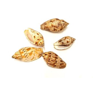 QC Kuruvi Shells | Colour: Natural Brown | 5 pieces per bag | Per 8 bags